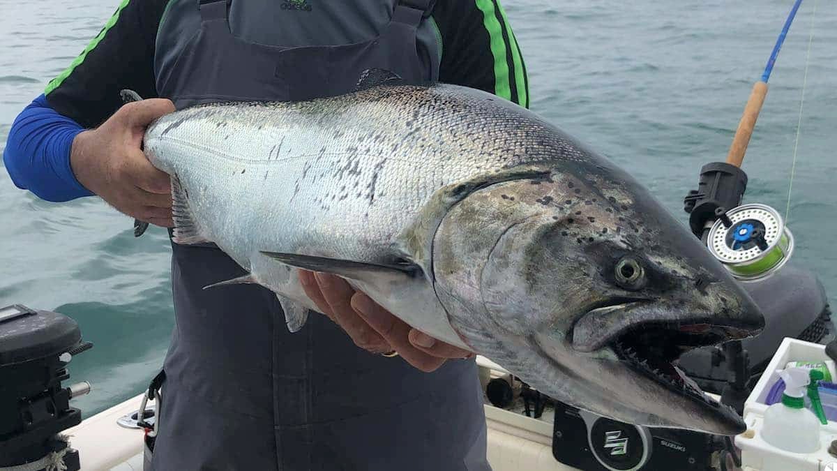 Exposing the Unintended Consequences of Chinook Non-Retention