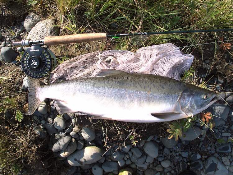 Catching Pink Salmon