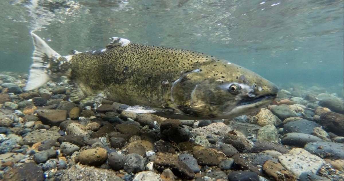 Mature Chinook salmon swimming underwater among pebbles and stones in a clear stream.