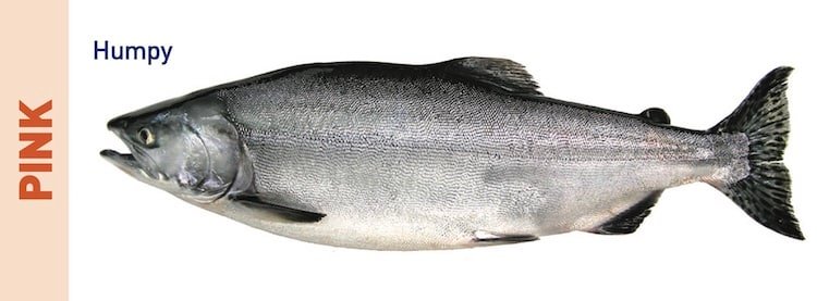 Catching Pink Salmon