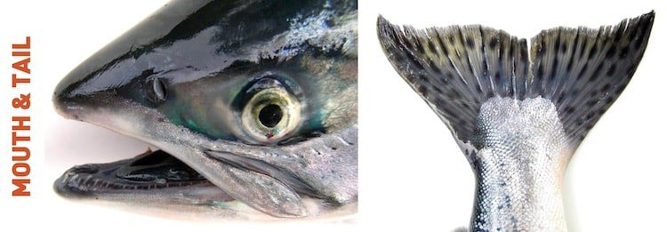 Catching Pink Salmon