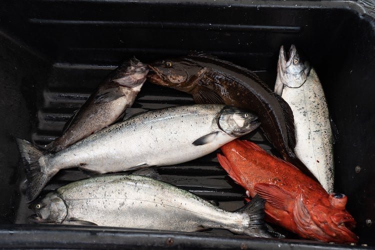 2020 Westview Marina’s Salmon Enhancement Derby