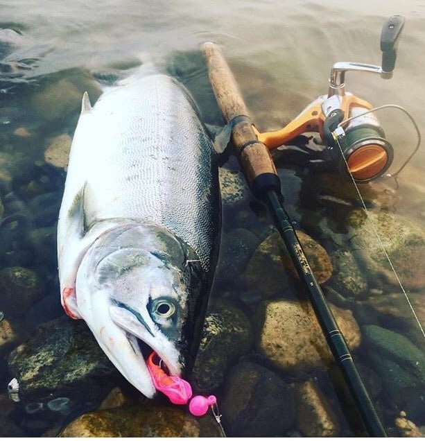 Guide to Catching Pink Salmon on the BC Mainland