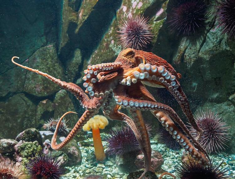 Creature Feature: Giant Pacific Octopus
