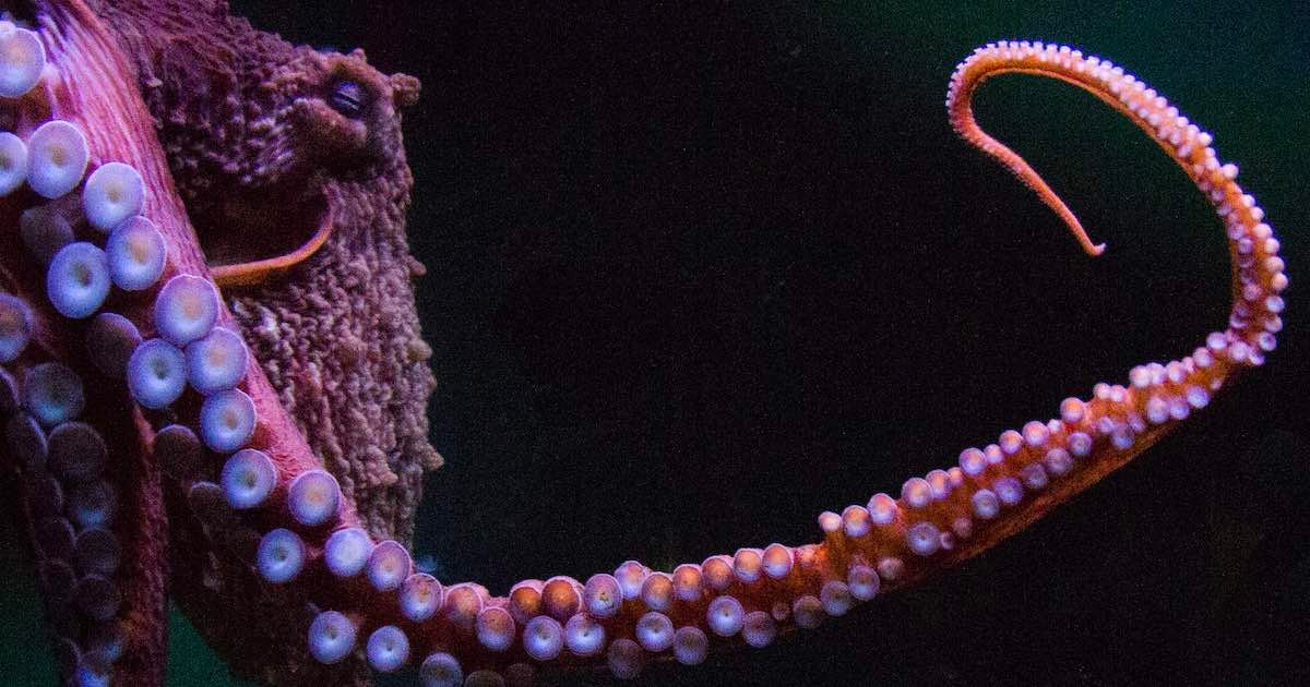 Giant Pacific octopus with prominent tentacles displaying suckers against a dark background.