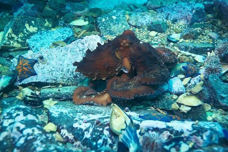 Creature Feature: Giant Pacific Octopus