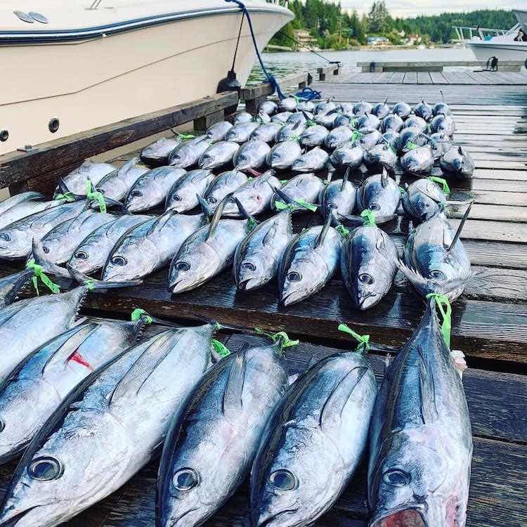 The 10th Annual Bamfield Tuna Shootout
