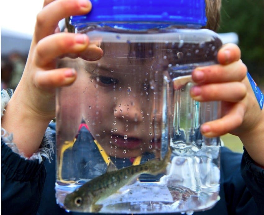 Child observing a salmon smolt inside a clear container filled with water, showing bubbles and reflections.