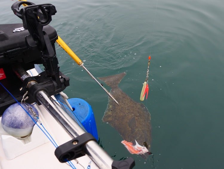 Creature Feature: Pacific Halibut