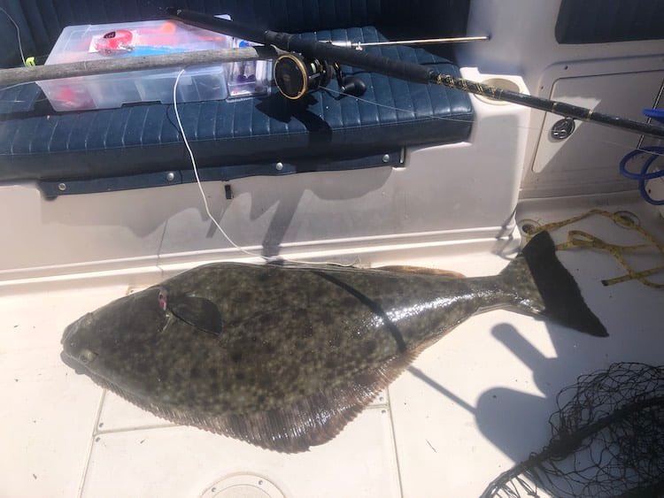 Creature Feature: Pacific Halibut