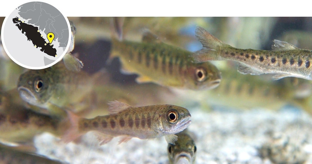 The Nanaimo River Hatchery: Spawning Days 2022 Fundraiser