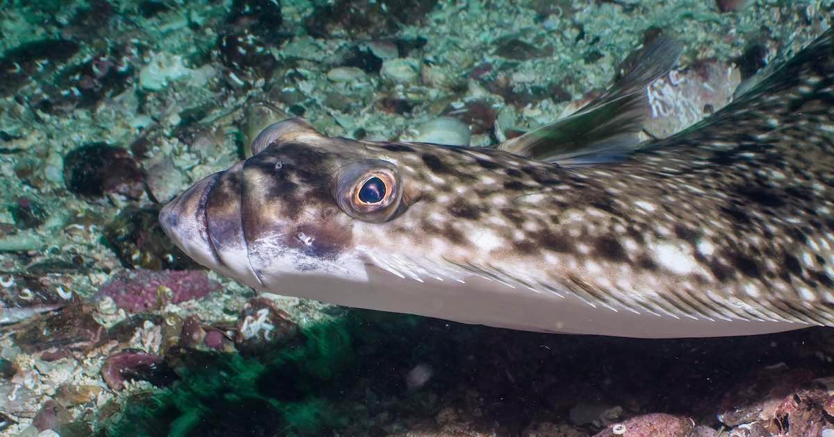 Pacific halibut swimming underwater, showcasing its distinctive flat body and patterned skin against a rocky seabed.