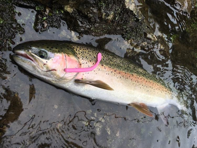 Chasing Chrome: Vancouver Island Steelhead
