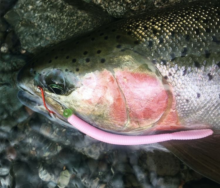 Chasing Chrome: Vancouver Island Steelhead