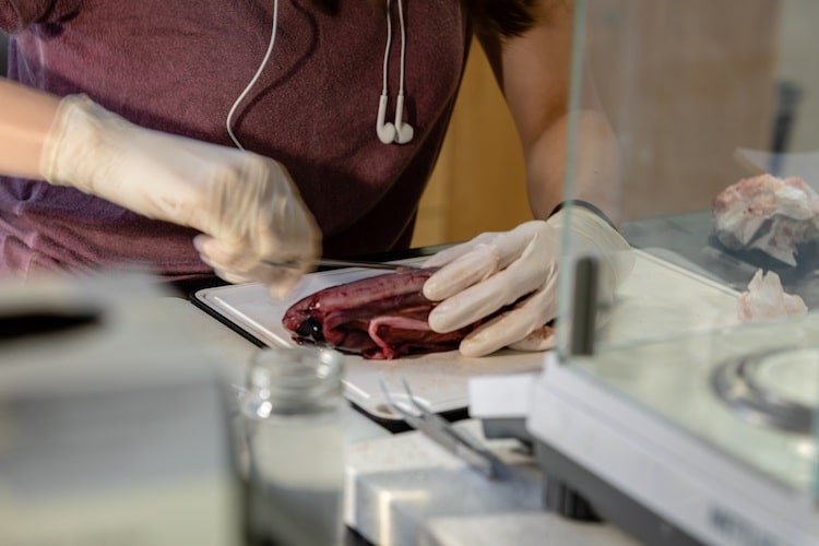 Salmon Diet Science: How Chinook & Coho Diets are Different