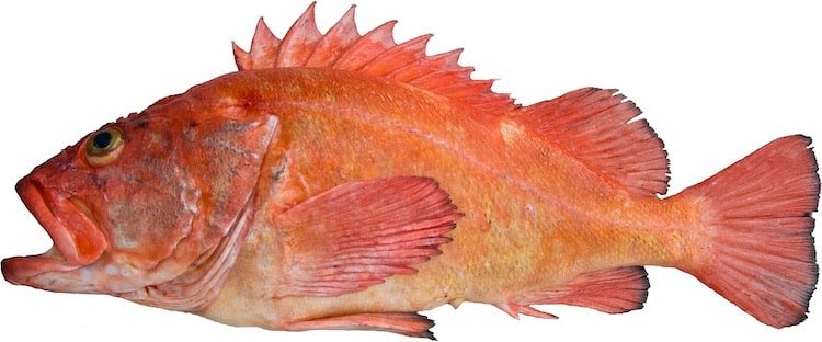 Creature Feature: Yelloweye Rockfish