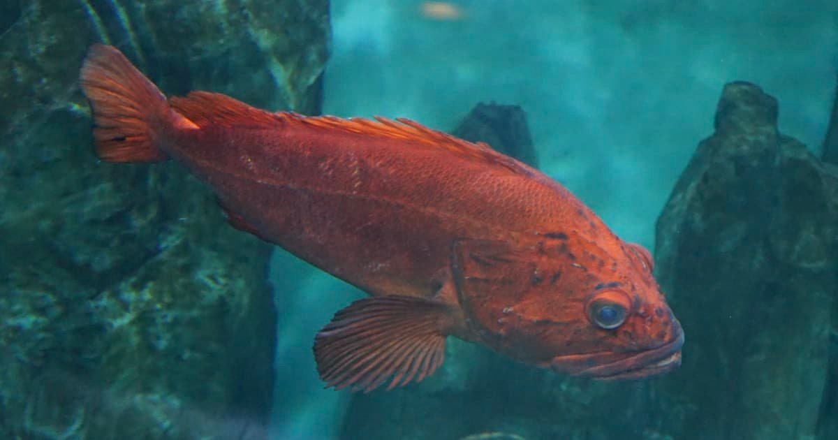 Yelloweye rockfish swimming in an aquatic environment, showcasing its vibrant orange coloration and distinct features.