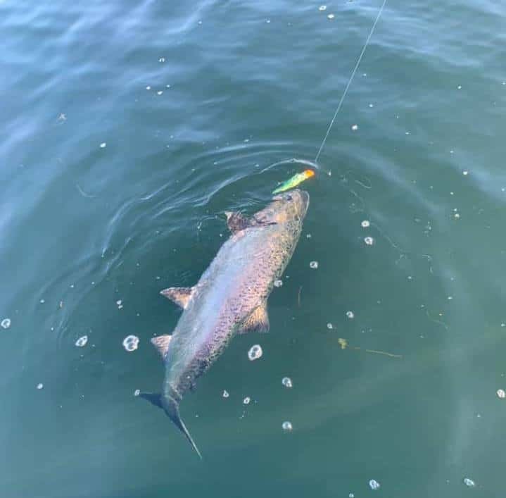 How the French Creek Tyee Club Conquered COVID-19