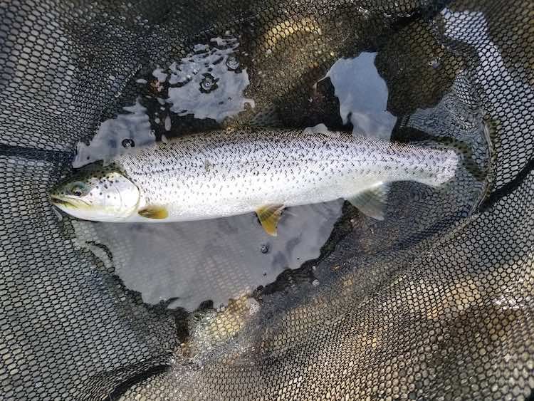 Best Practices for River Fishing on Vancouver Island