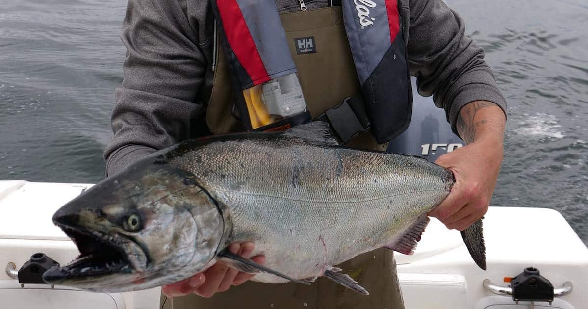 Chinook salmon held by an individual wearing fishing gear on a boat, showcasing the fish's shiny scales and distinct features.