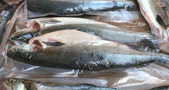 How The Quinsam River Hatchery Saved Our Pink Salmon