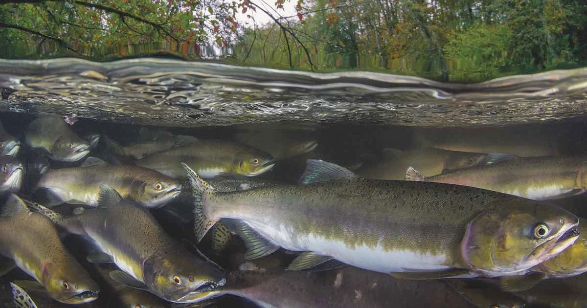 Group of pink salmon swimming underwater, showcasing their distinctive coloration and streamlined bodies in a natural aquatic environment.