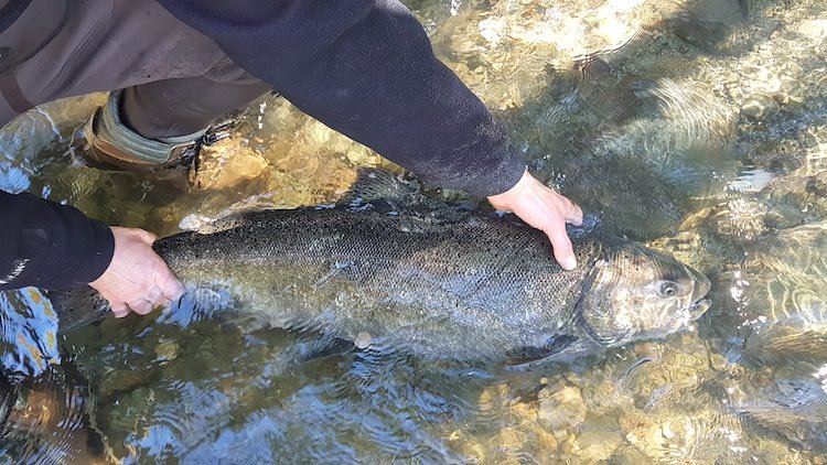 Best Practices for River Fishing on Vancouver Island