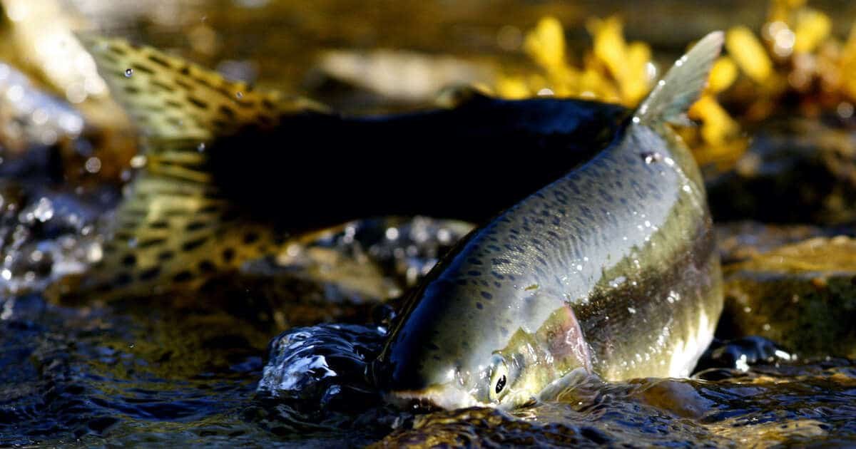 A swimming salmon displaying a spotted tail and streamlined body in clear water, with ripples and reflections visible around it.