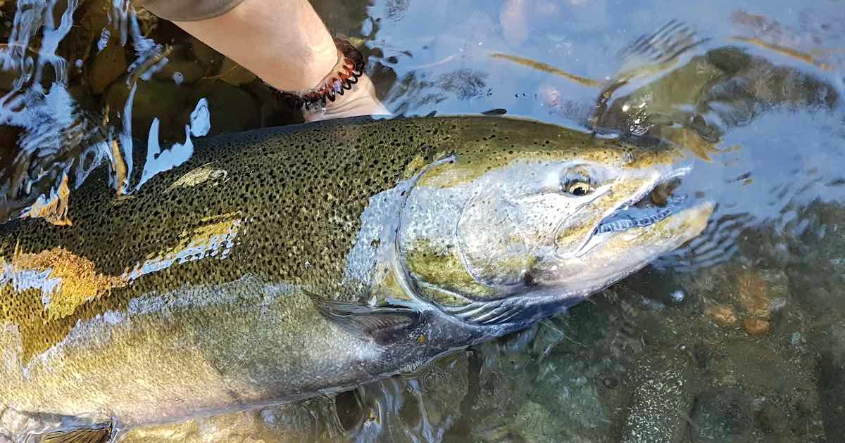 Large freshwater salmon being held above water, displaying its distinctive coloration and features.
