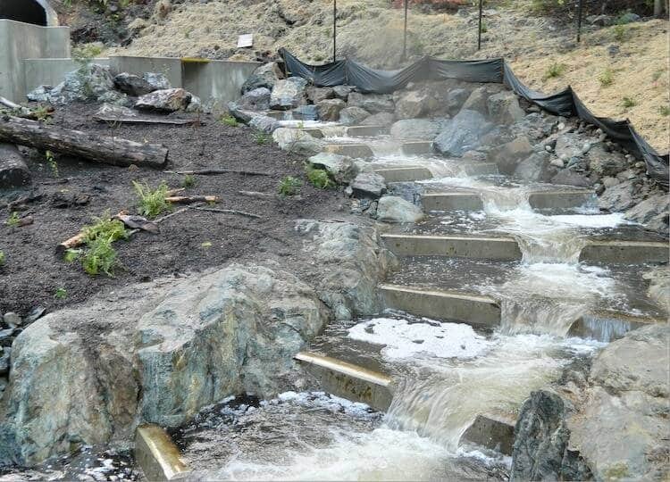 Millstream Creek Fishway Completion Means Good News for Coho Salmon