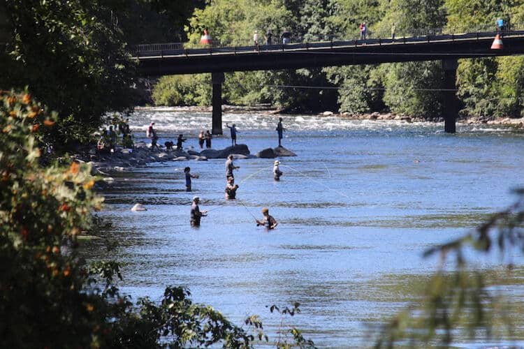2020 Campbell River Chinook Returns Highest Since 1990