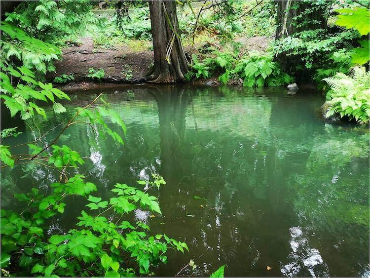 Millstream Creek Fishway Completion Means Good News for Coho Salmon