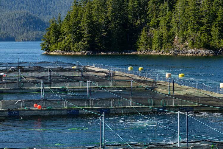 Historic Decision on Discovery Islands Fish Farms