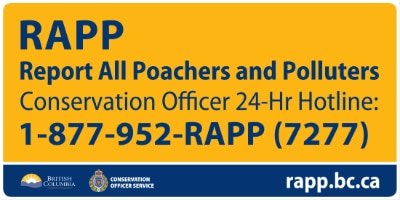 Campbell River Angler Fined For Illegal Wild Steelhead Catch And Kill