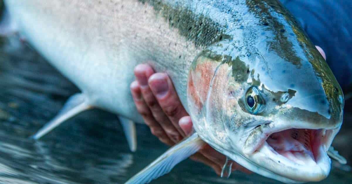 Close-up of a steelhead trout being held by a person, showcasing its shiny scales and distinctive features.