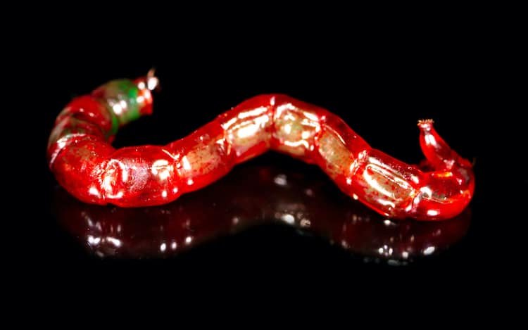 Imitating the Midges