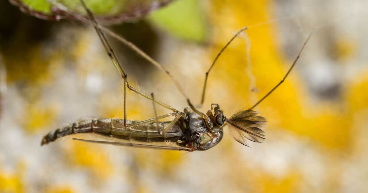Close-up of a chironomid, a type of non-biting midge, displaying its elongated body and delicate wings.