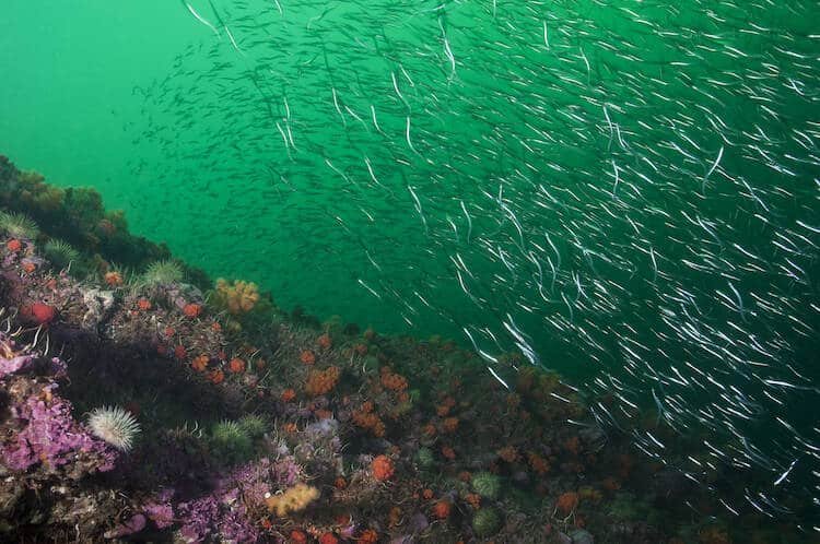 Creature Feature: Pacific Sand Lance