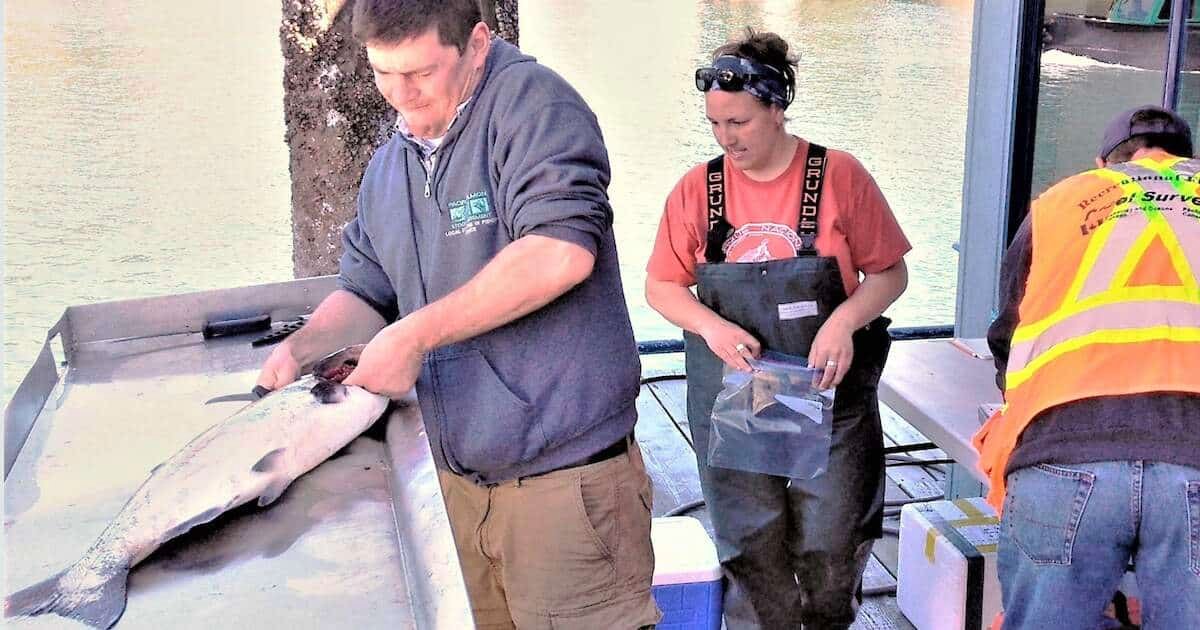 Two individuals processing a fish at a marina, one preparing the fish for sampling while the other organizes bags for collection.