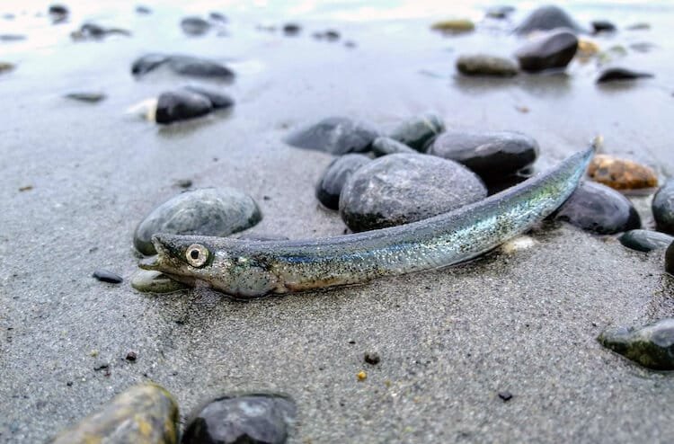 Creature Feature: Pacific Sand Lance