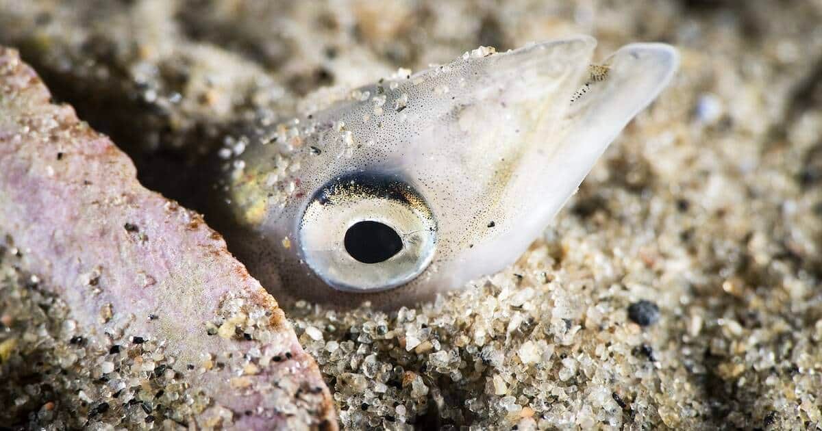 Close-up view of a sand lance partially buried in sand, showing its distinct eye and streamlined body shape.