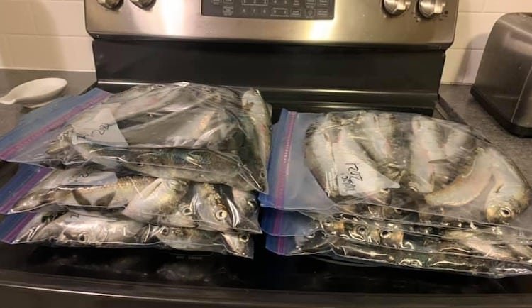 Springtime is Herring Season