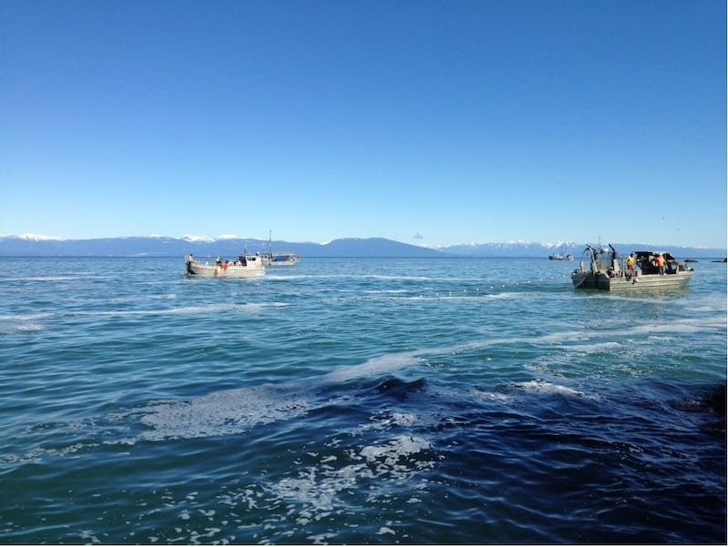 Springtime is Herring Season