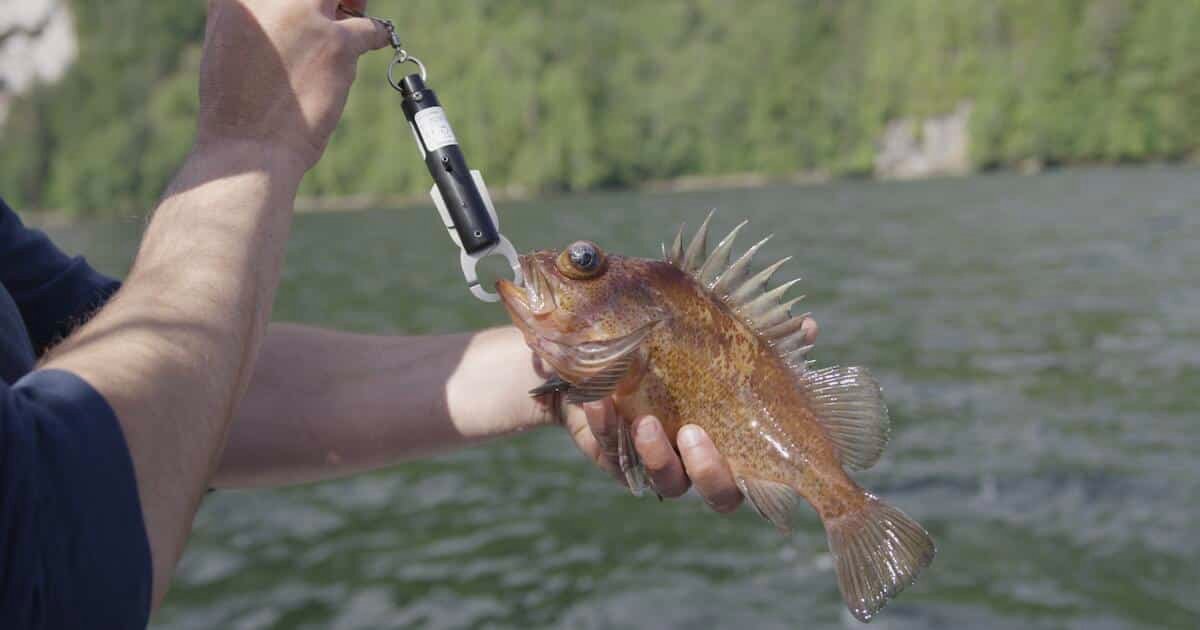 Person holding a fish with spines, using a scale to measure its weight while on a body of water.