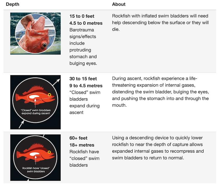 $863 Potential Rockfish Fine