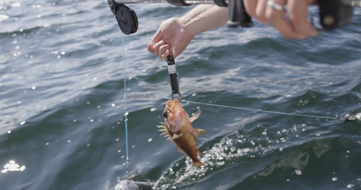 Hand holding a rockfish with a descender tool attached, suspended above water during a fishing activity.