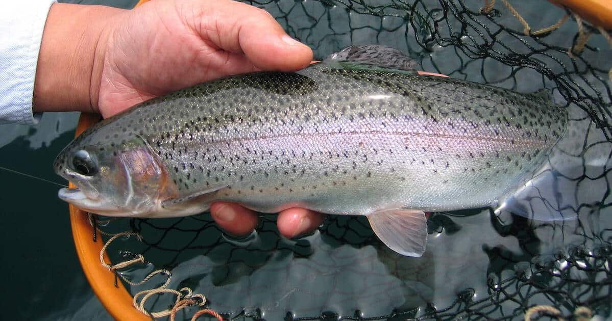 A hand holding a rainbow trout above a fishing net, showcasing the fish's distinctive coloration and markings.