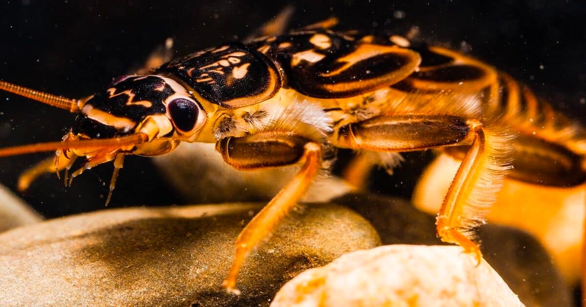 Close-up of a stonefly nymph with distinctive patterns on its body, resting on small pebbles underwater.