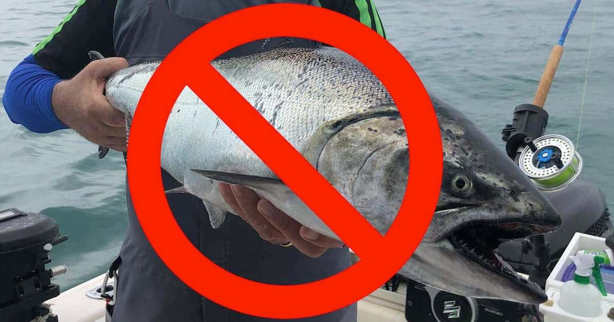 A person holding a Chinook salmon with a red prohibition symbol overlay, indicating restrictions on catching this fish.