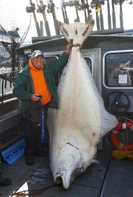 Giant 482 pound Alaskan Halibut